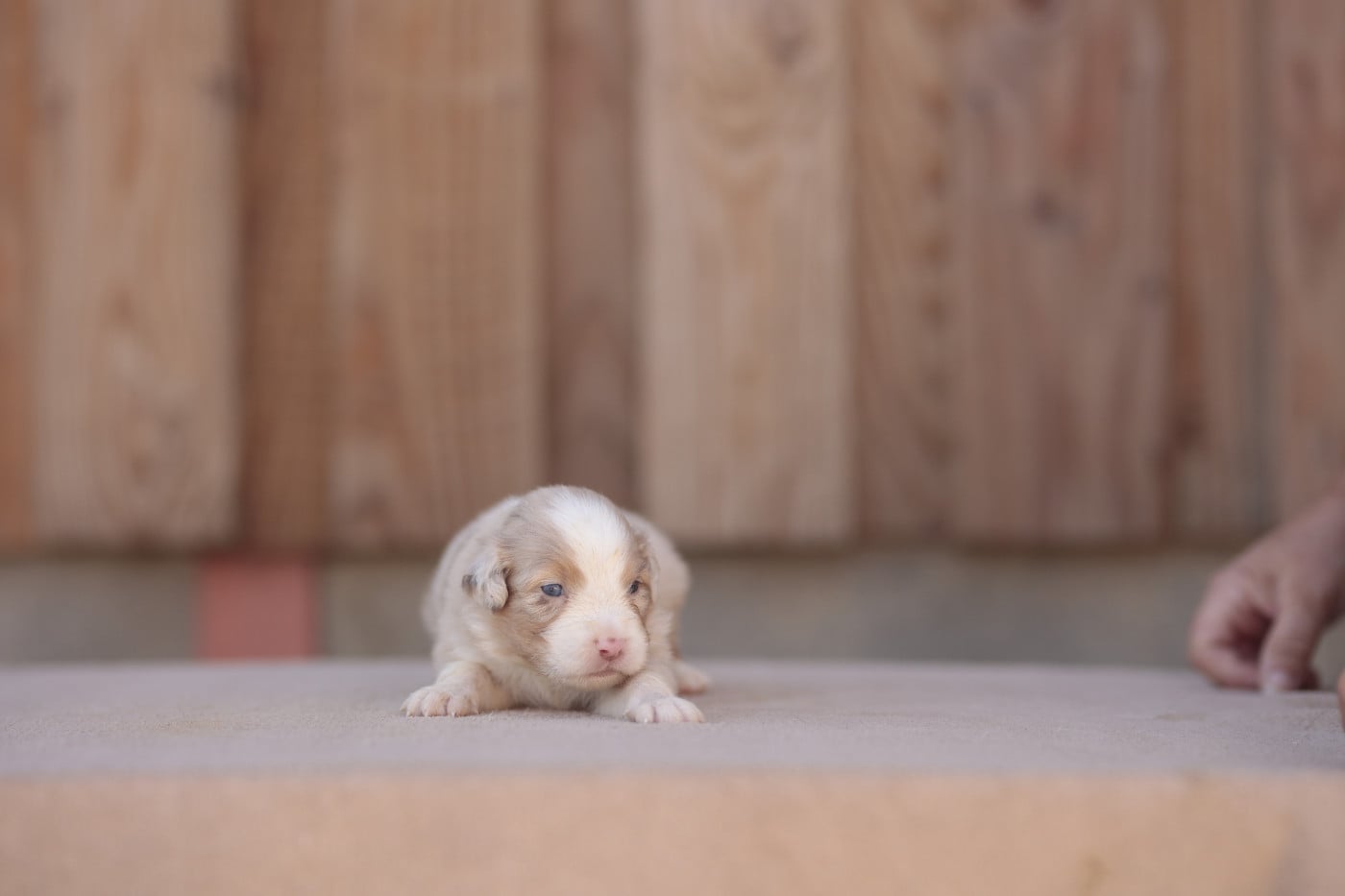 CHIOT 2