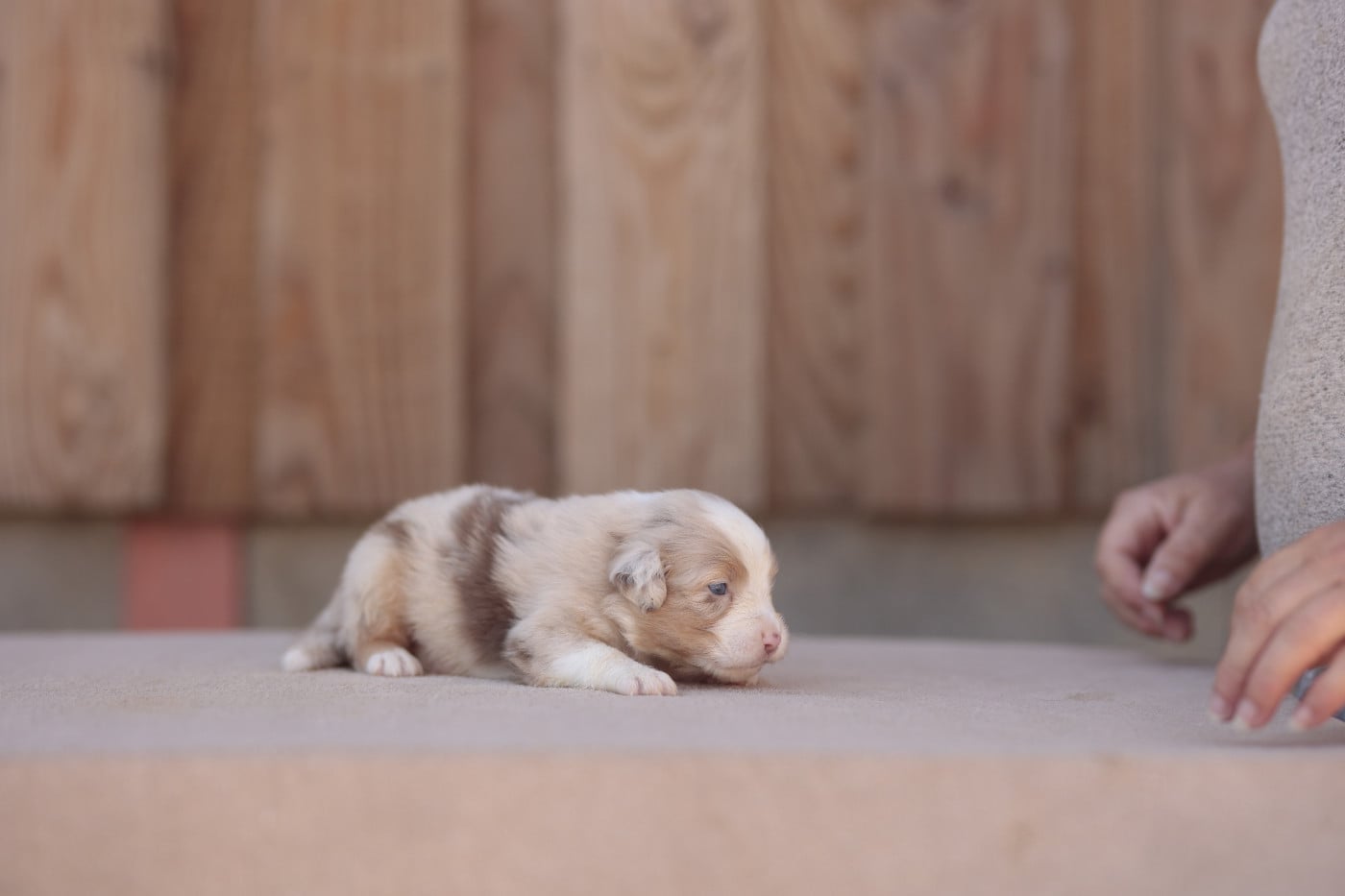CHIOT 2