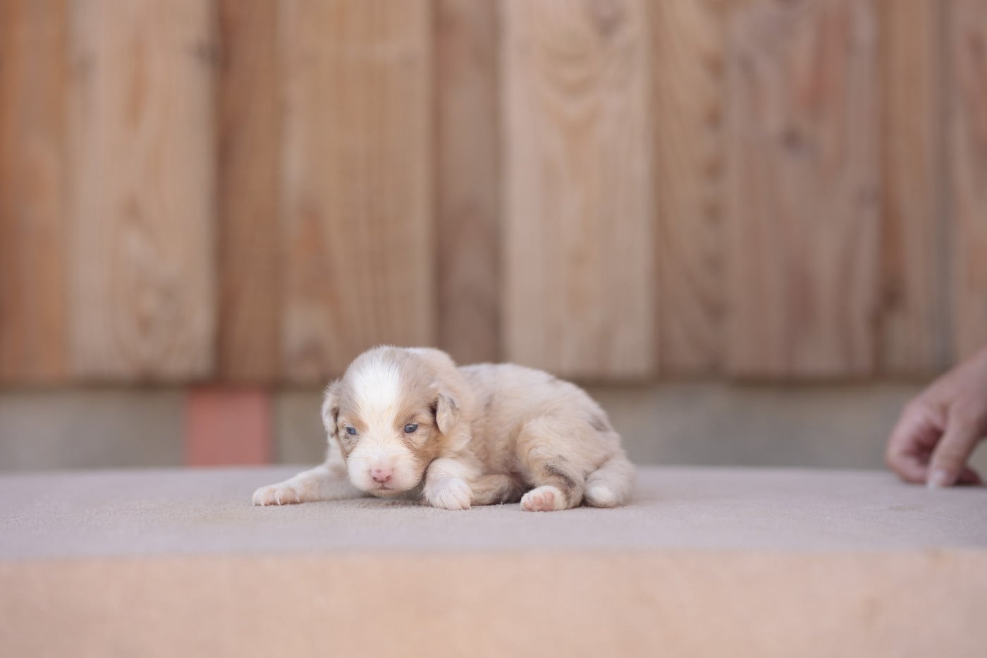 CHIOT 2