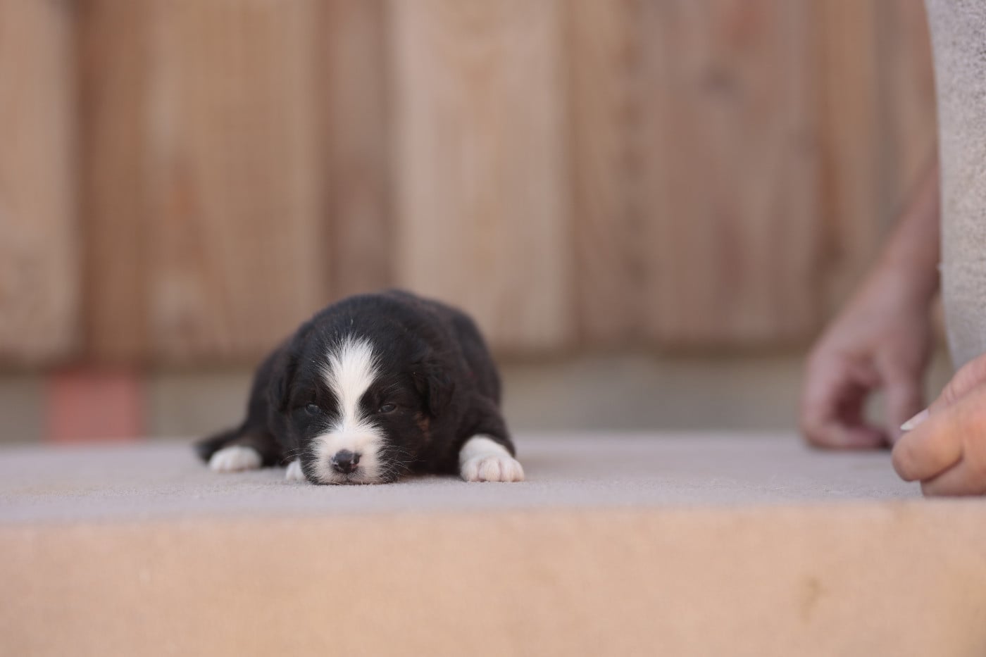 CHIOT 3