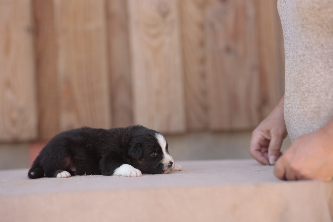 CHIOT 3