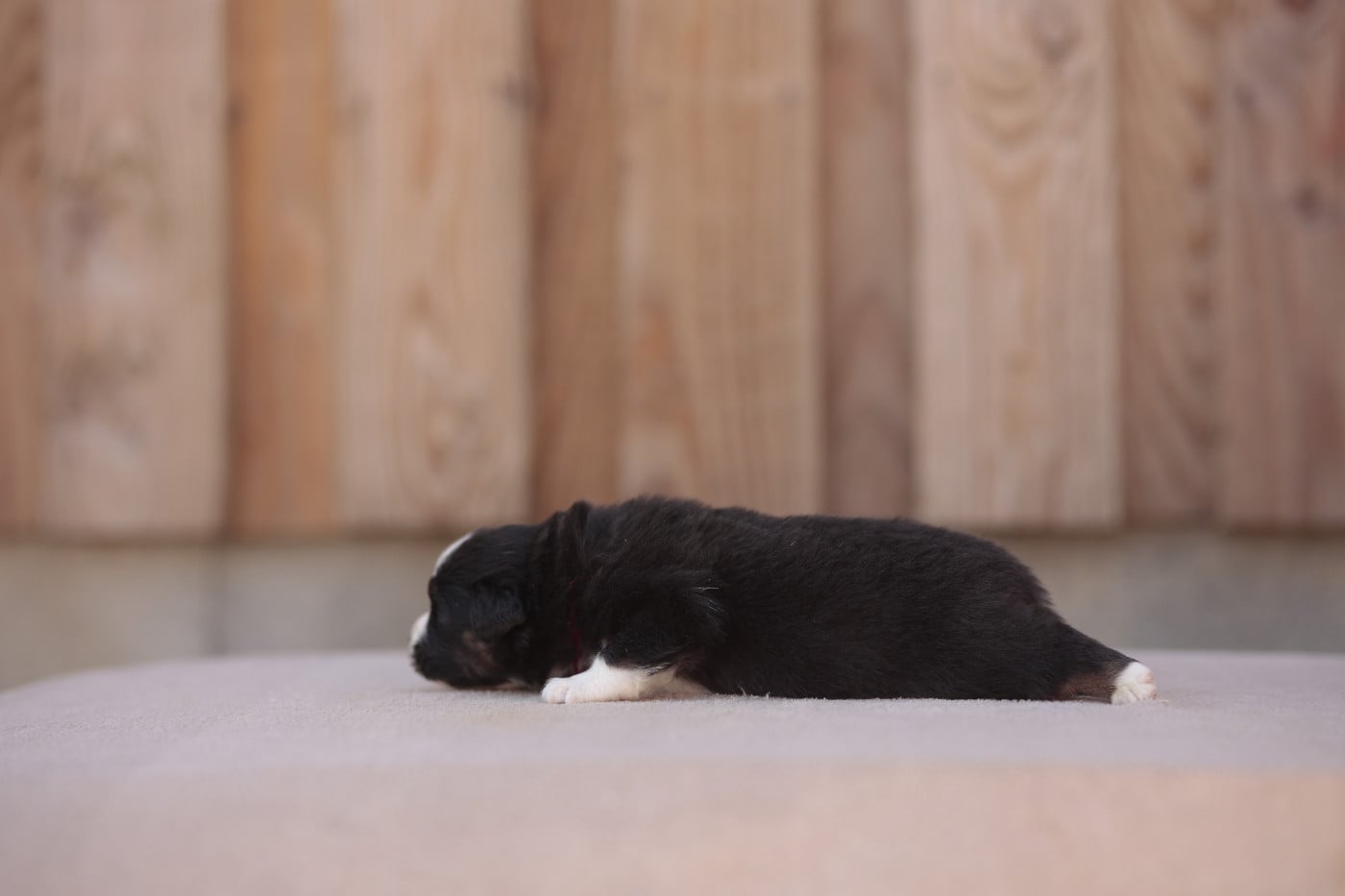 CHIOT 3