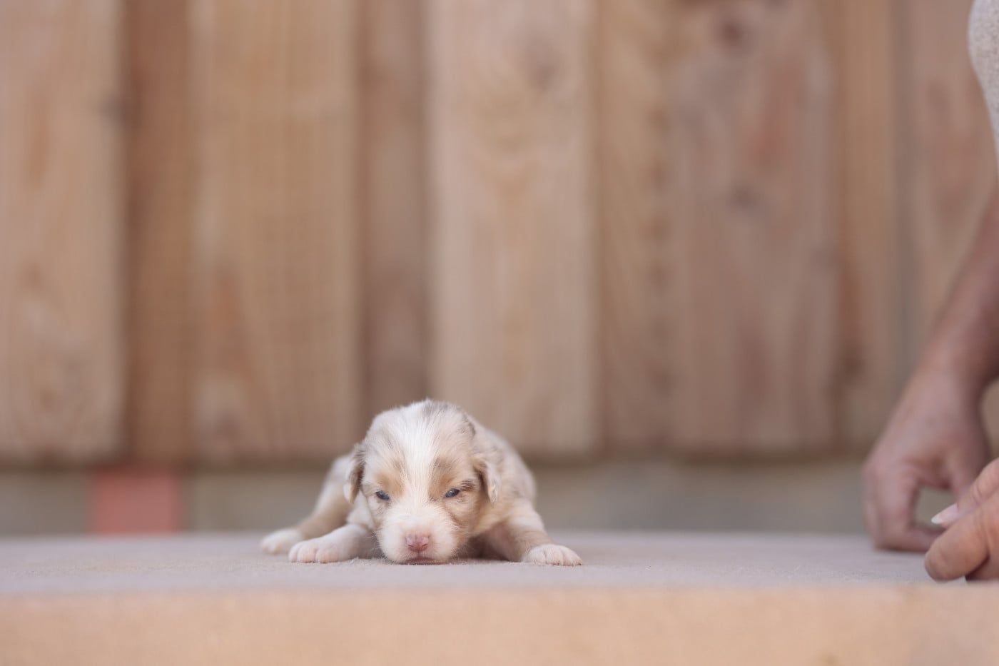 CHIOT 4
