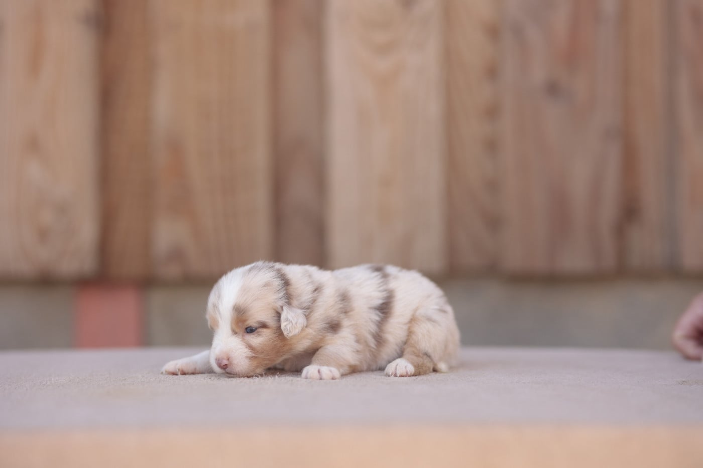 CHIOT 4