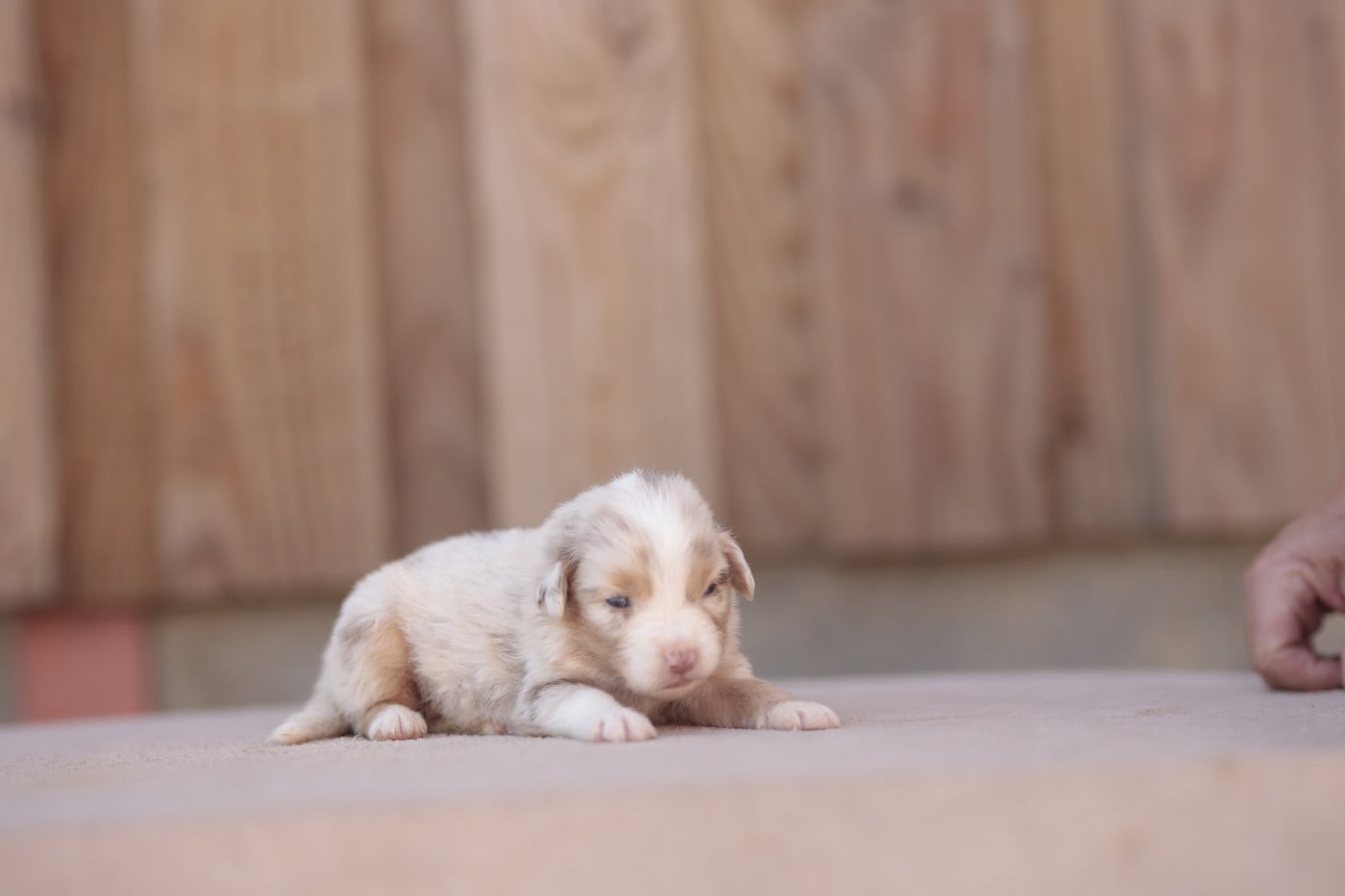 CHIOT 4
