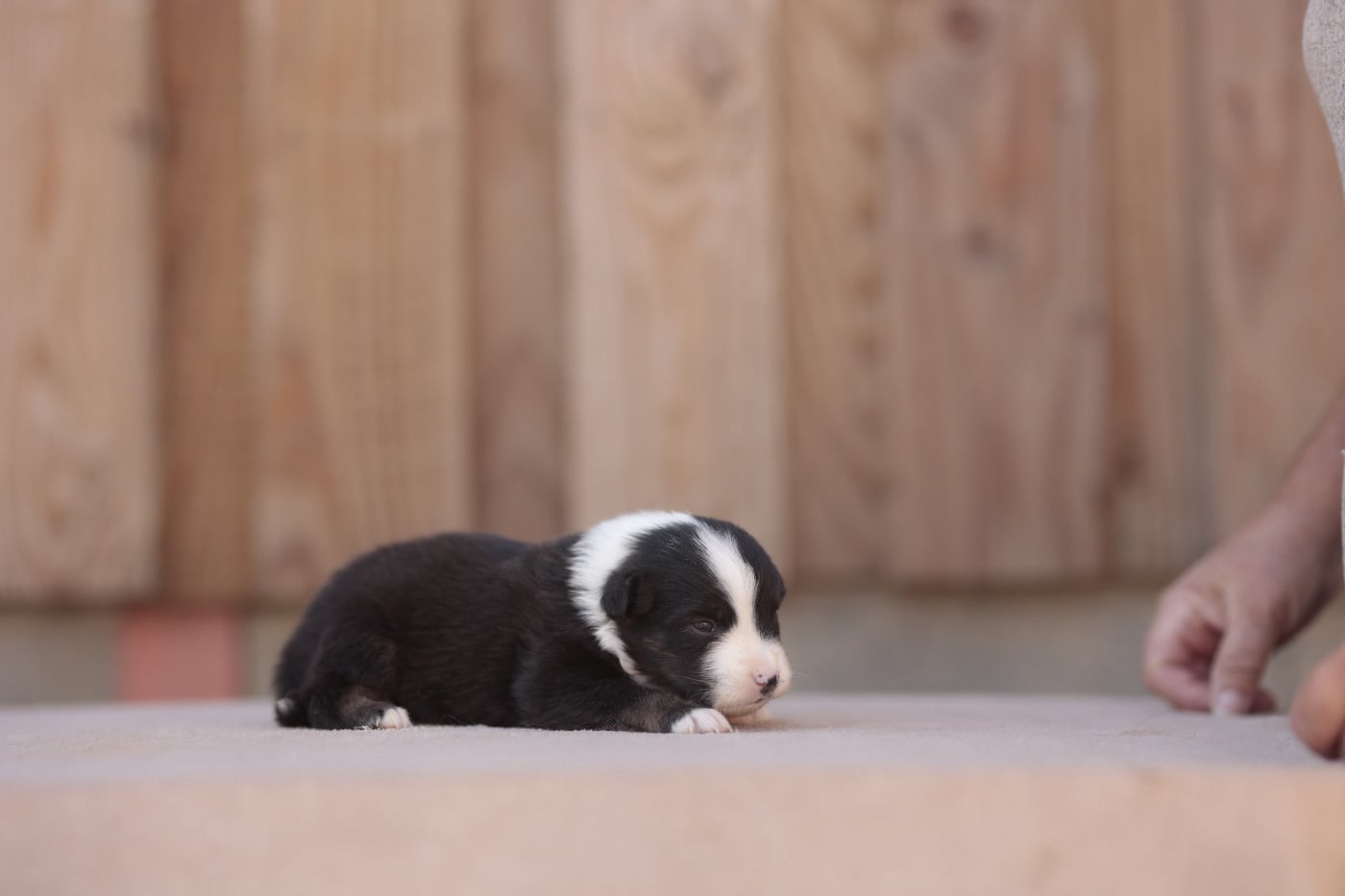CHIOT 5