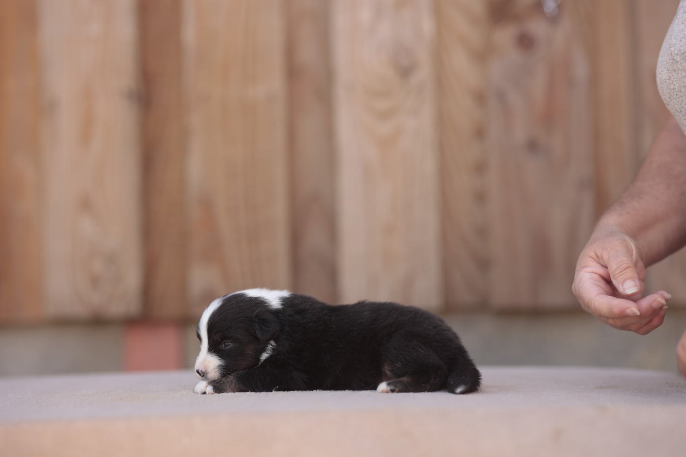 CHIOT 5