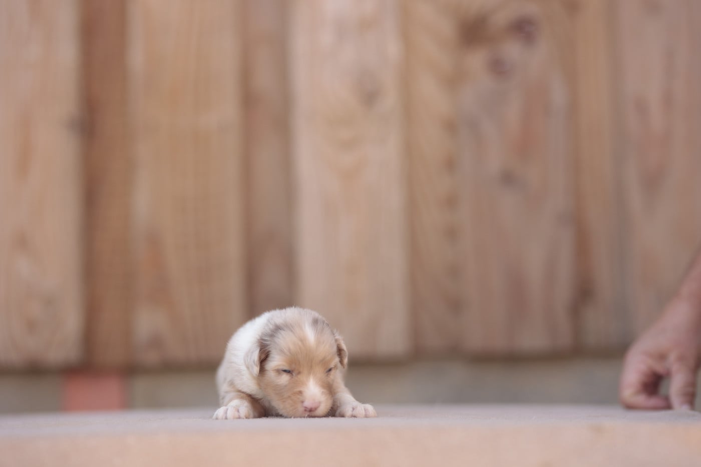 CHIOT 6