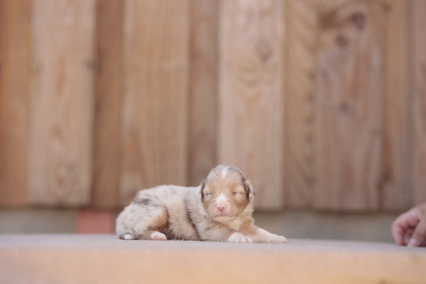 CHIOT 6