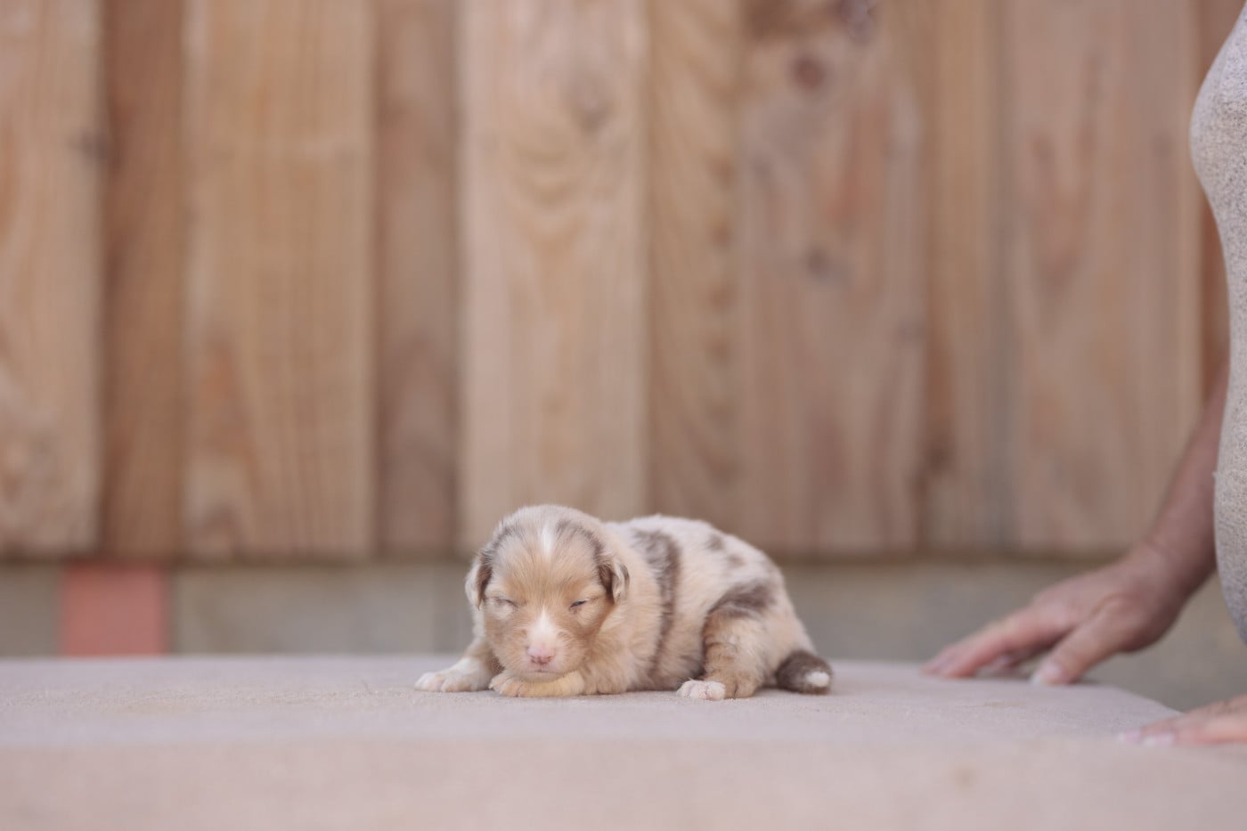 CHIOT 6
