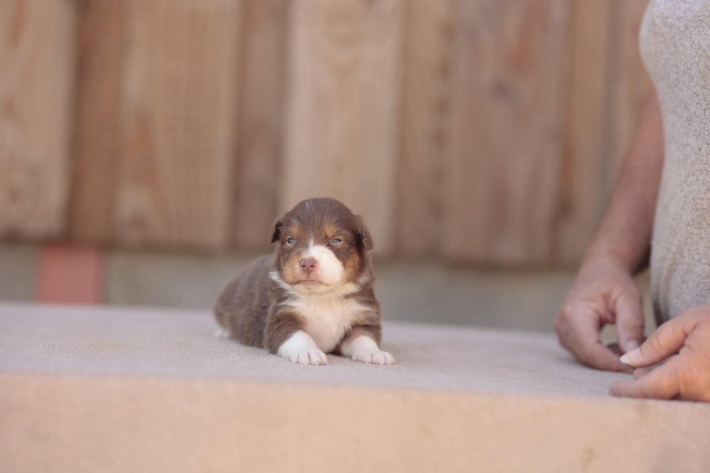 CHIOT 7