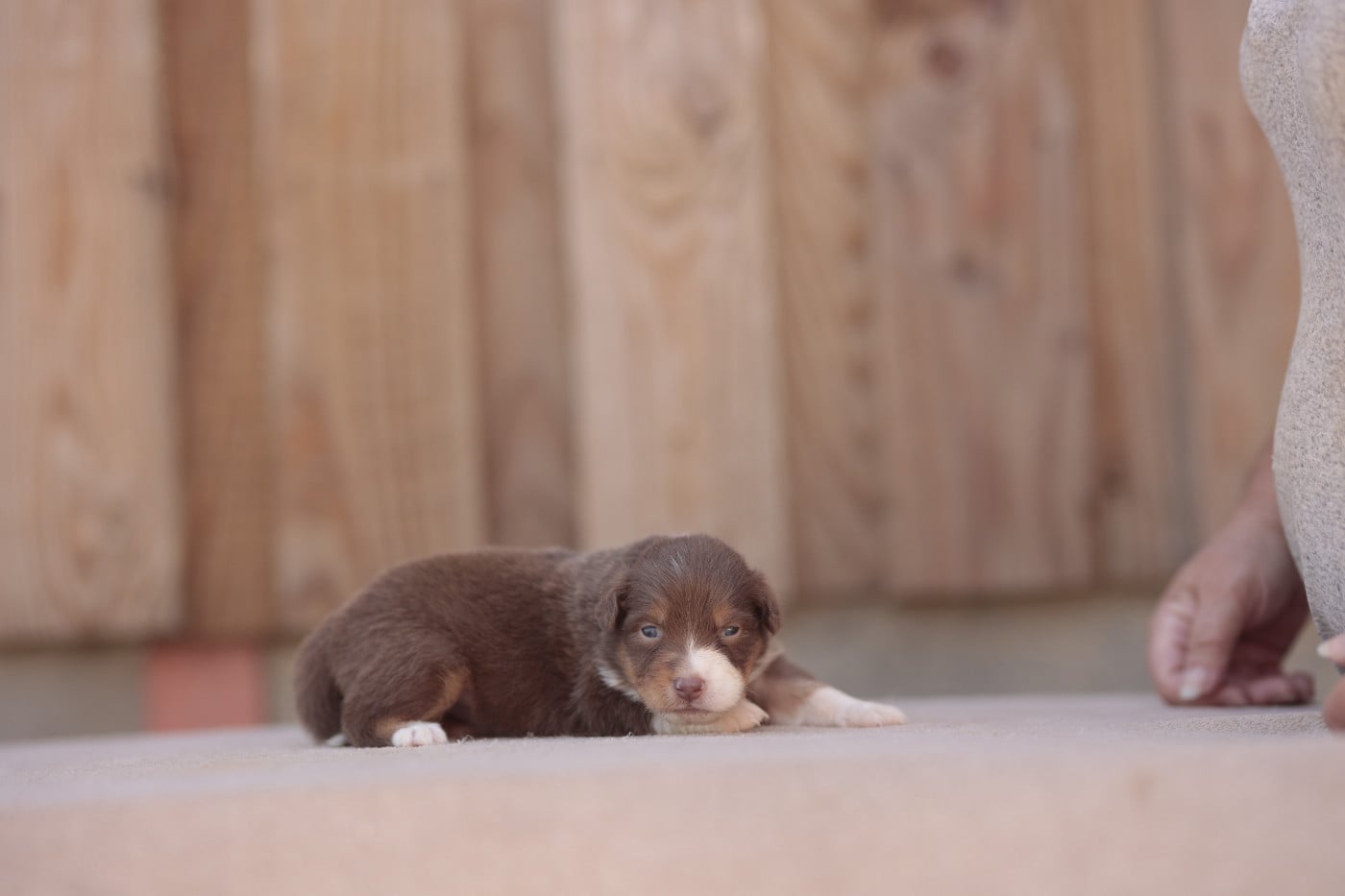CHIOT 7