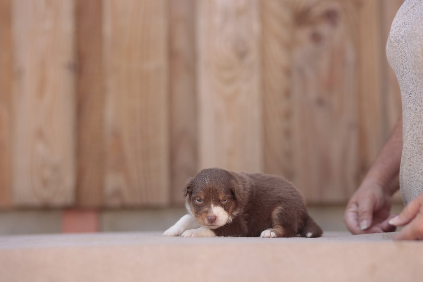 CHIOT 7