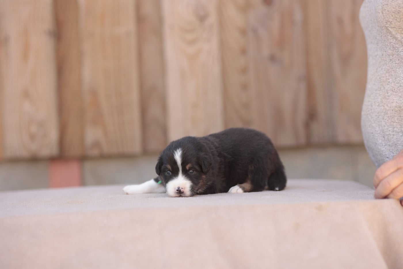 CHIOT 8