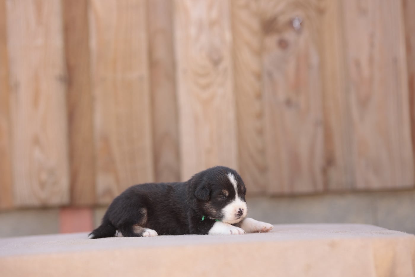 CHIOT 8