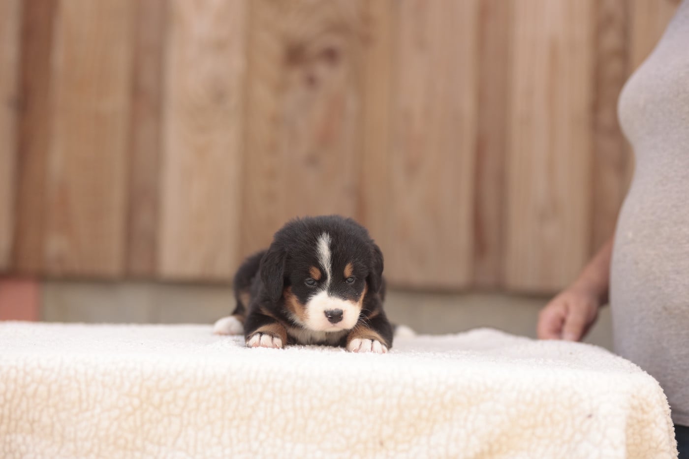 CHIOT 1
