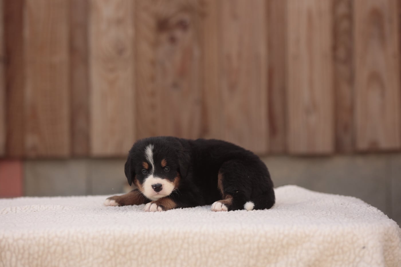 CHIOT 1