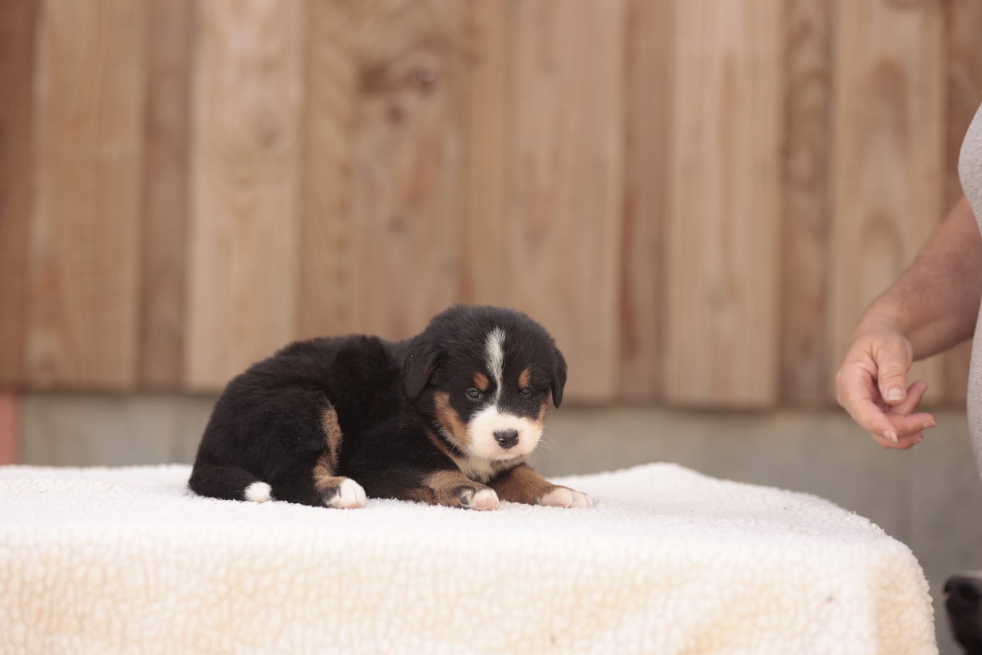 CHIOT 1