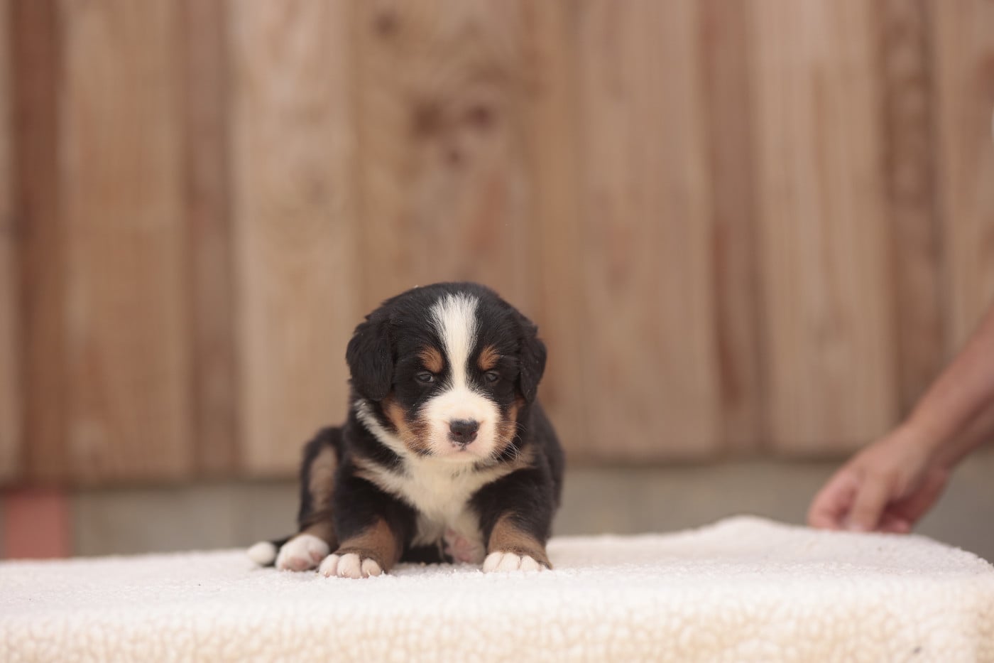 CHIOT 3