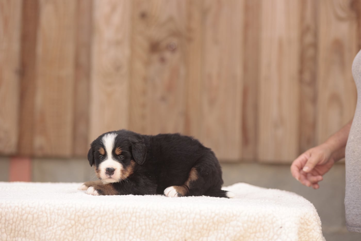 CHIOT 3