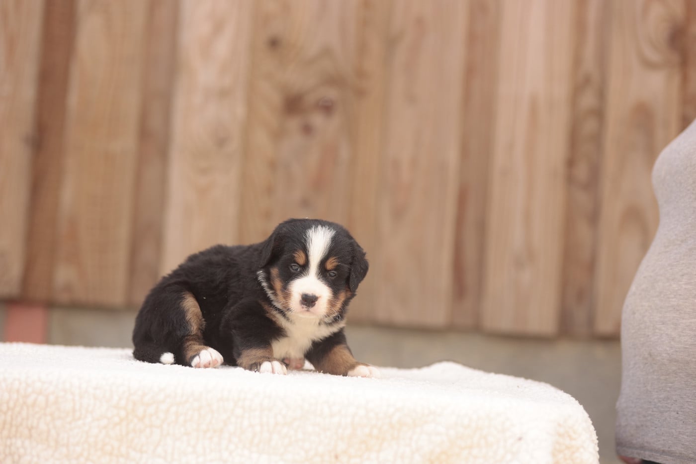 CHIOT 3