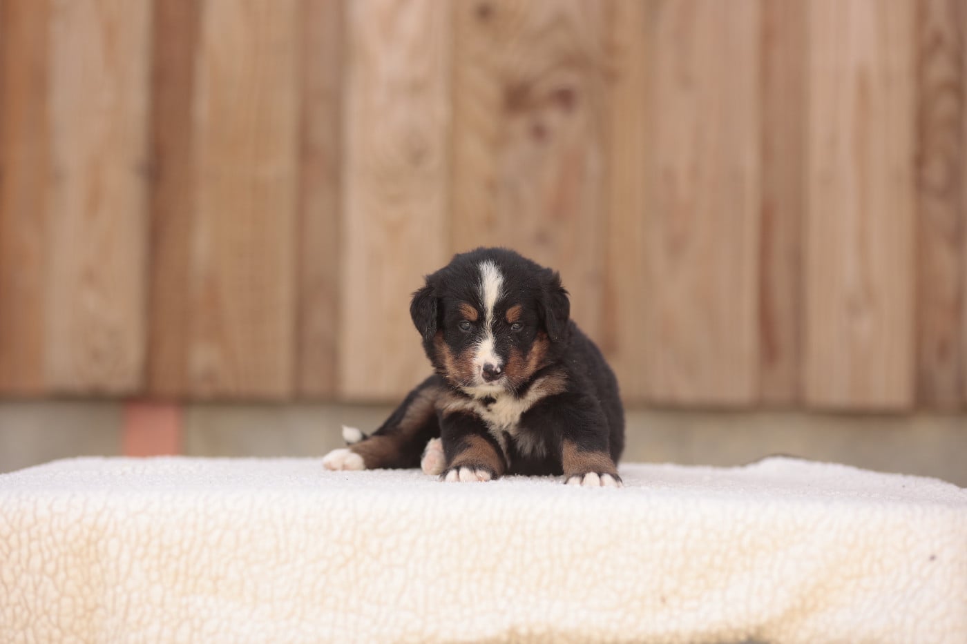 CHIOT 5