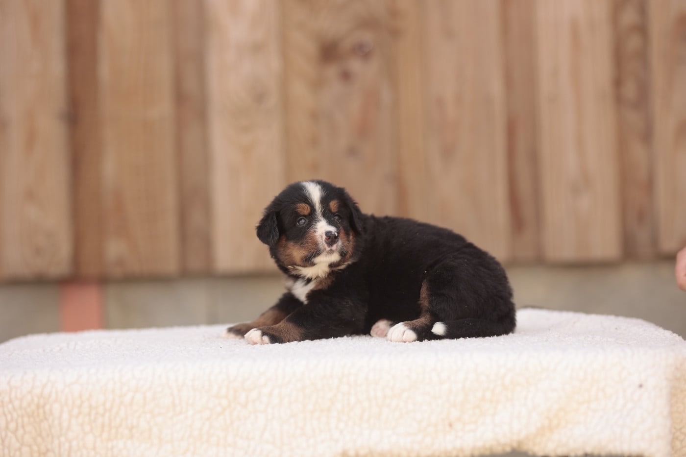 CHIOT 5