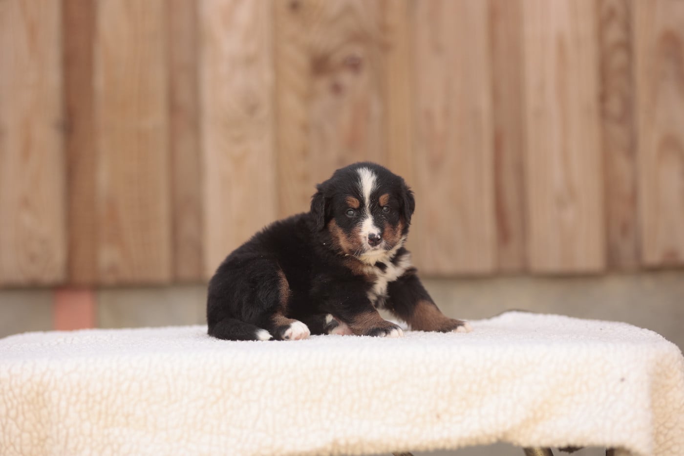 CHIOT 5