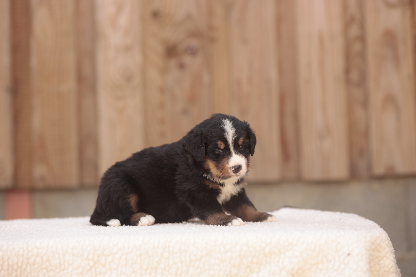 CHIOT 4