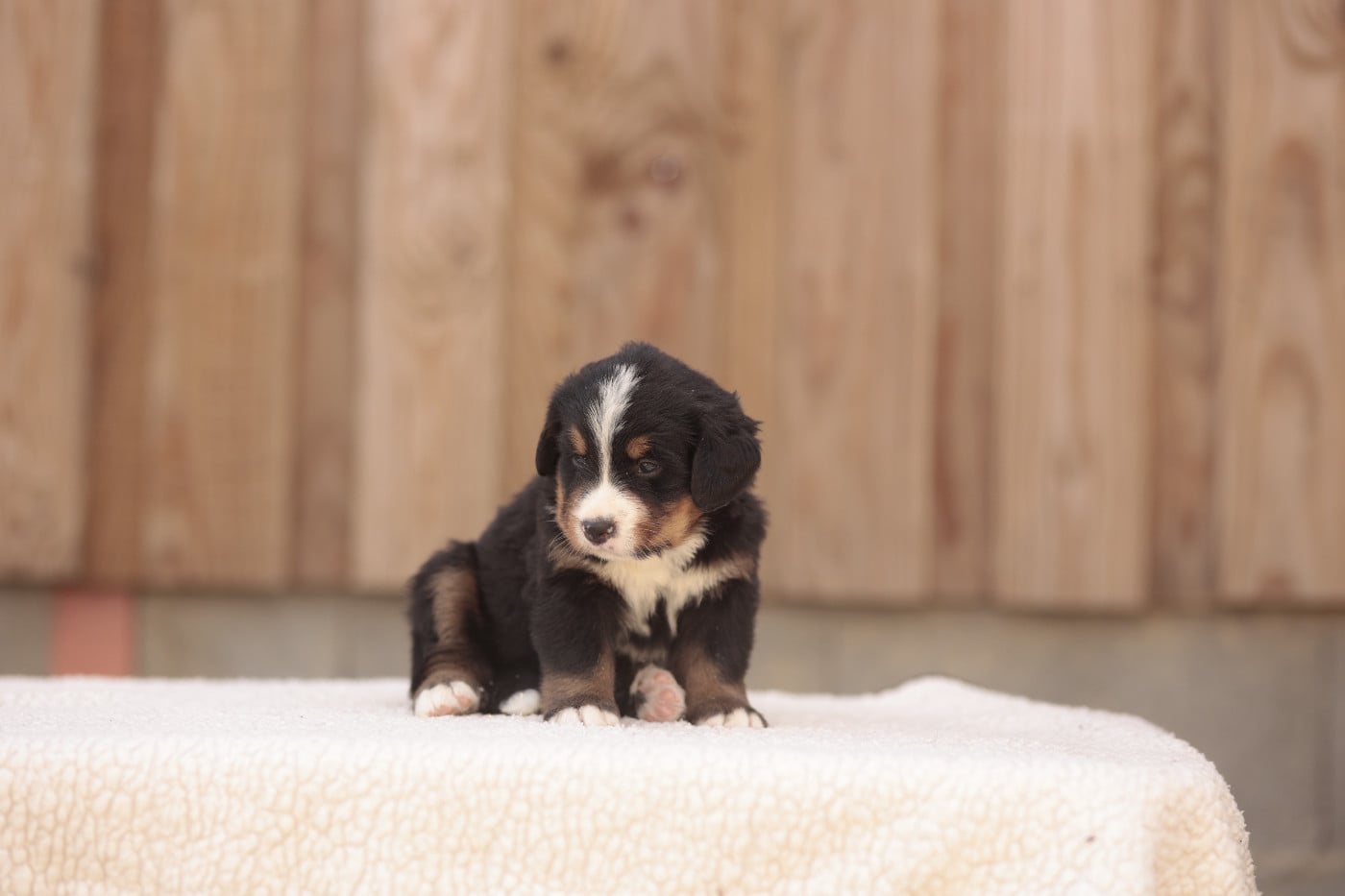 CHIOT 4