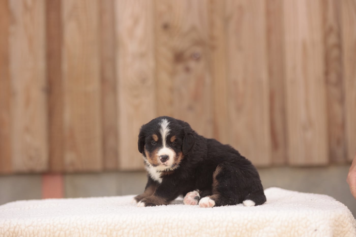 CHIOT 4
