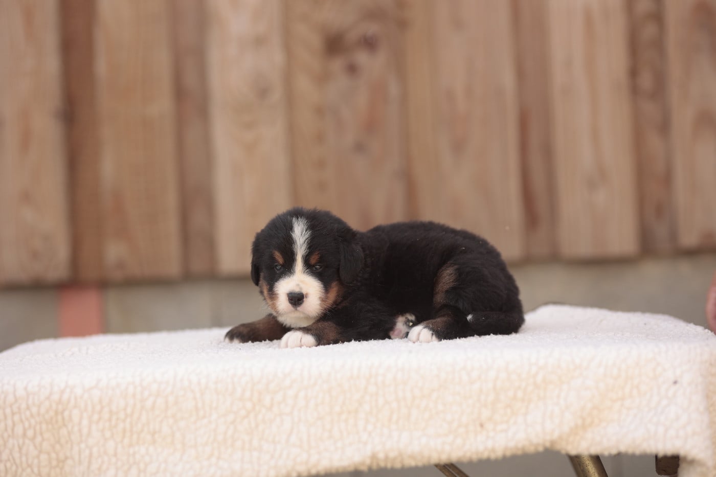 CHIOT 6