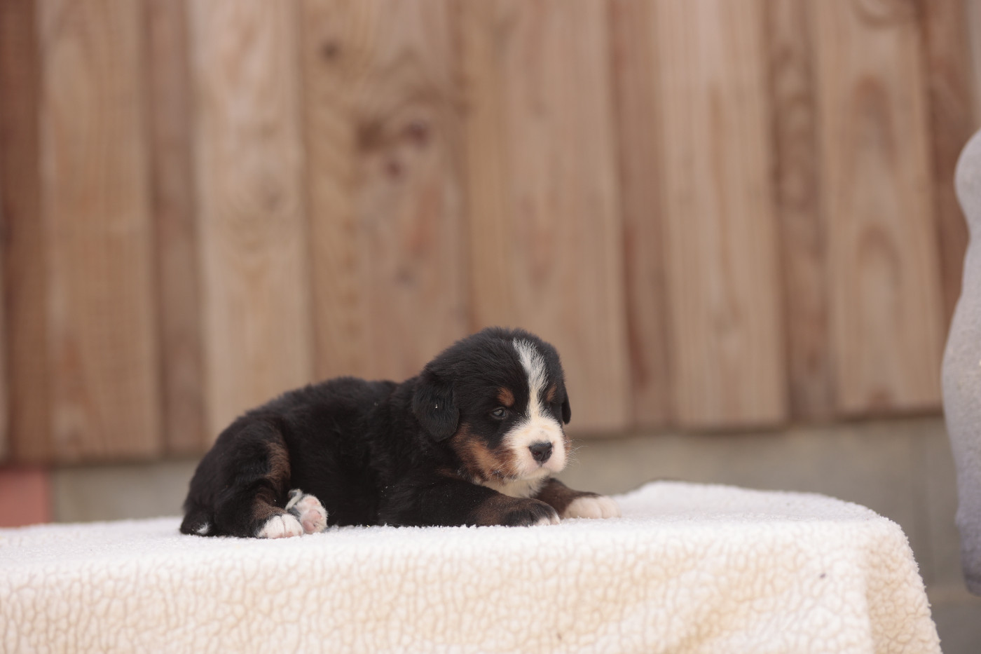 CHIOT 6