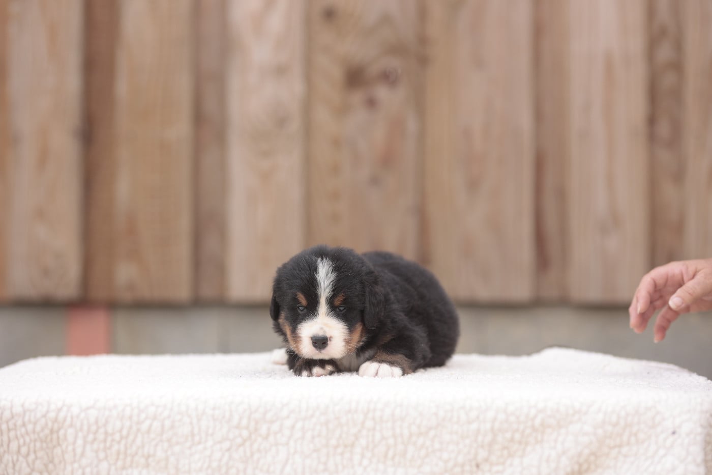 CHIOT 6