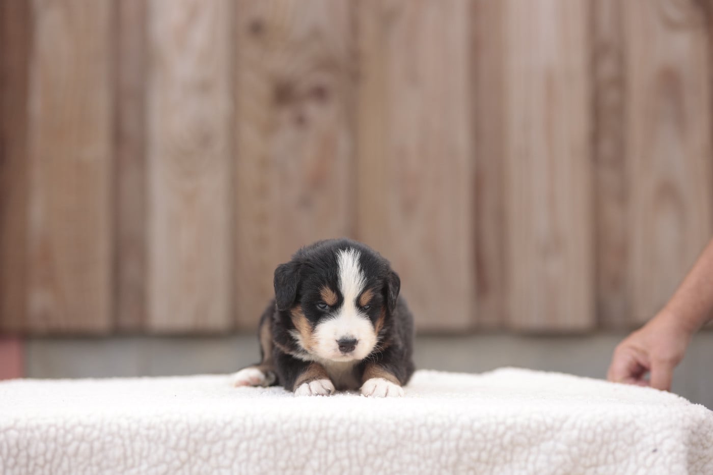 CHIOT 7