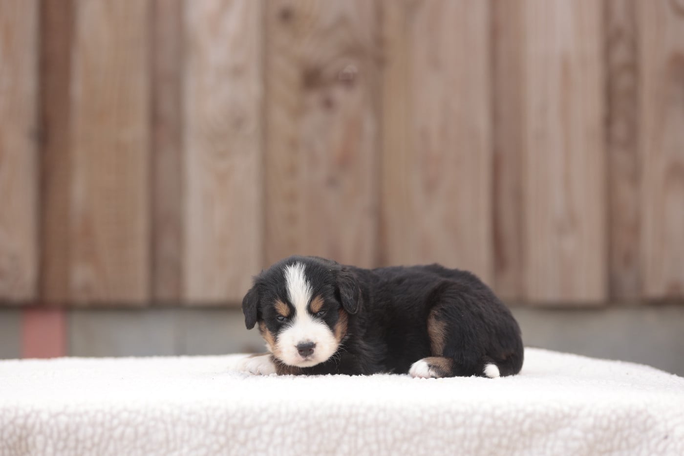CHIOT 7