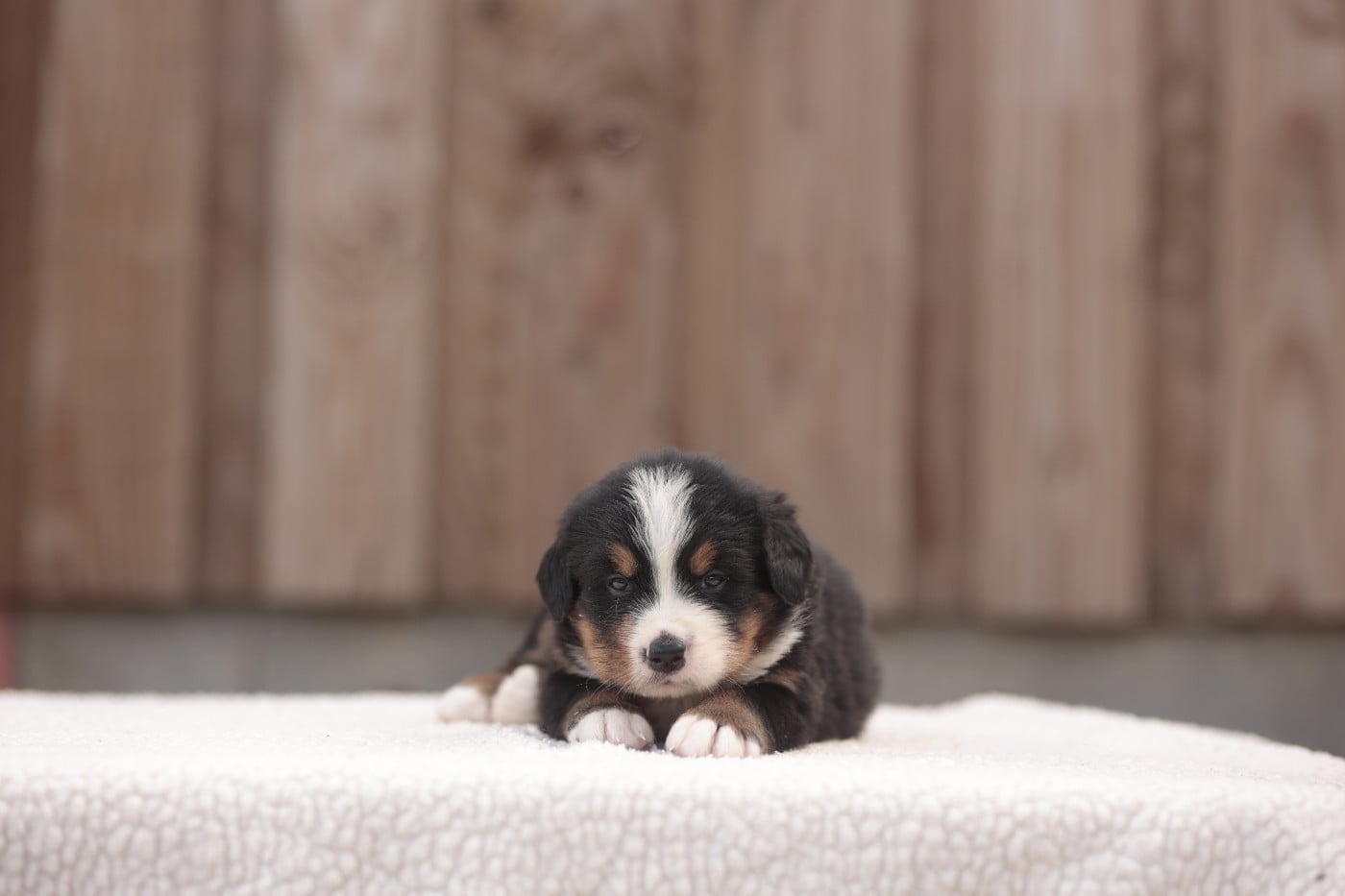 CHIOT 8