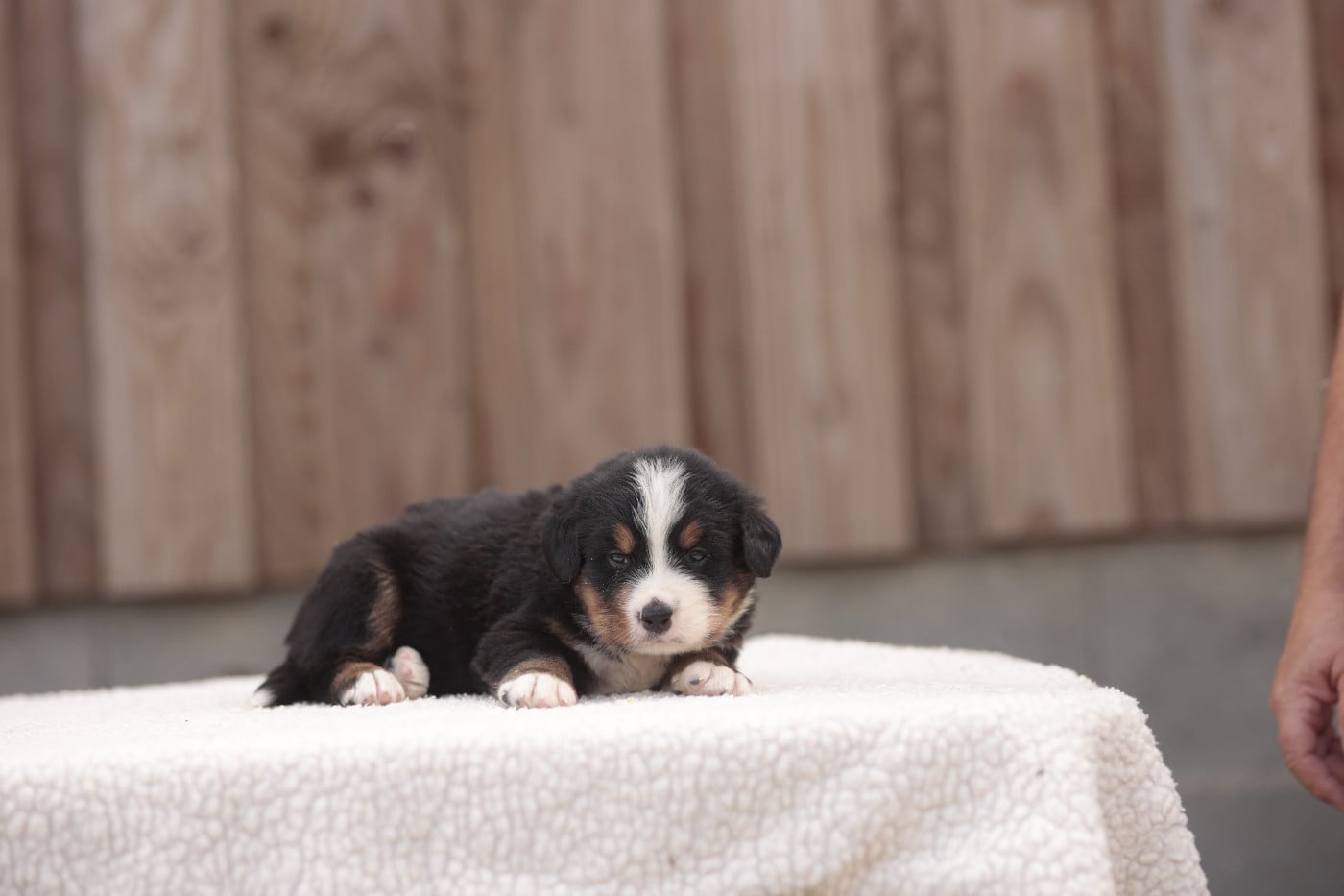 CHIOT 8