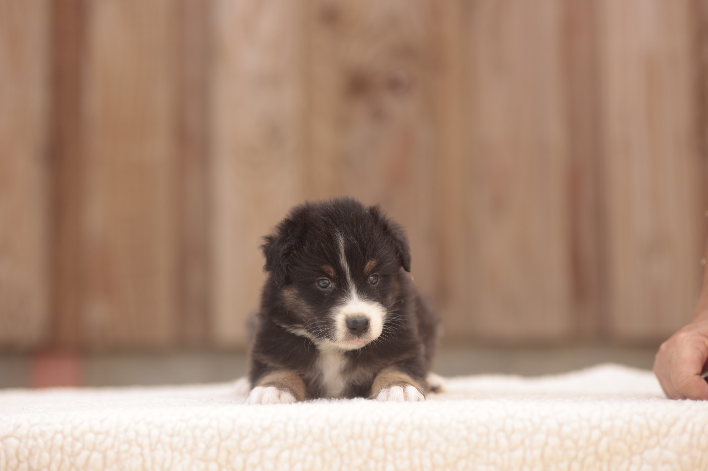 CHIOT 1