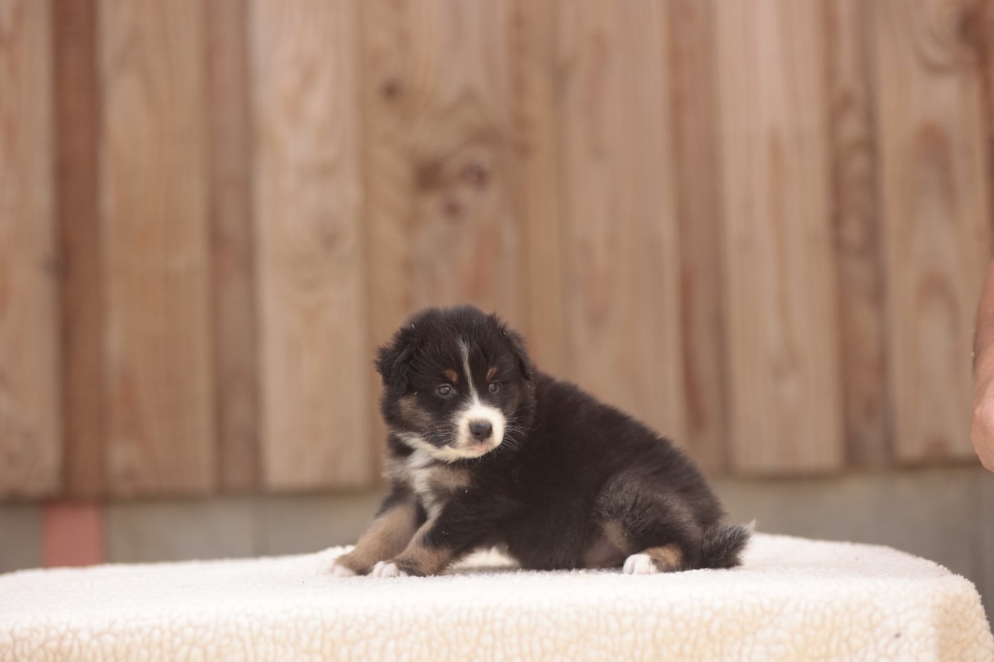 CHIOT 1
