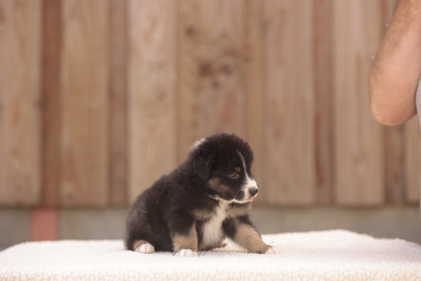 CHIOT 1