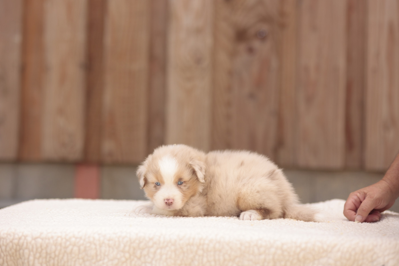 CHIOT 2