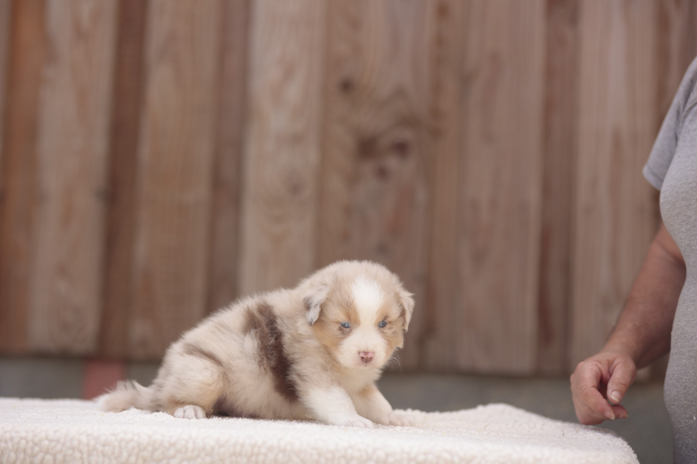 CHIOT 2