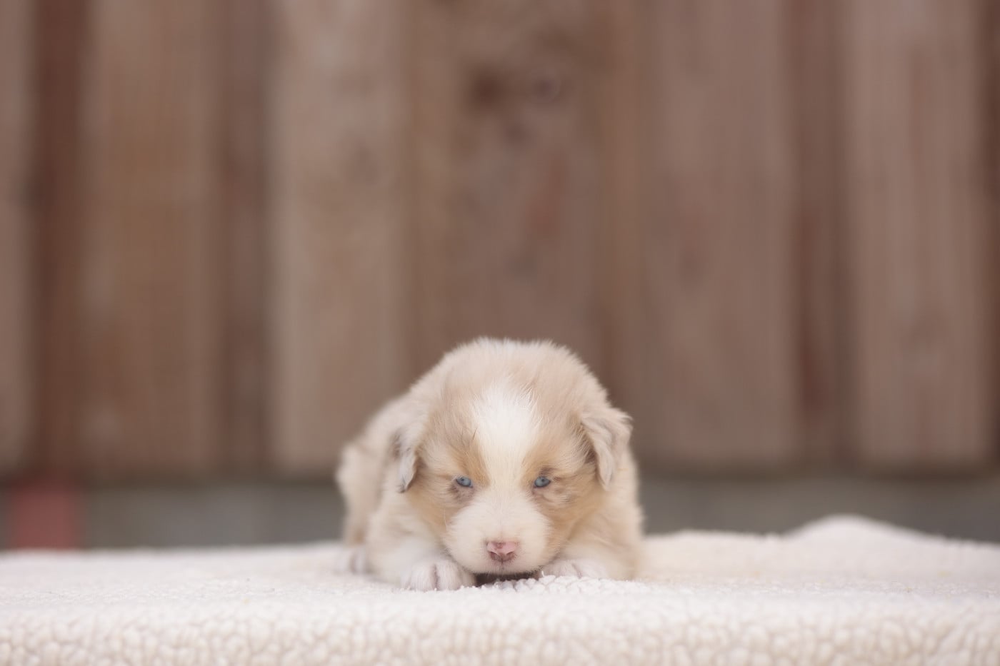 CHIOT 2