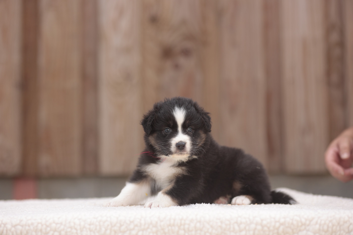 CHIOT 3