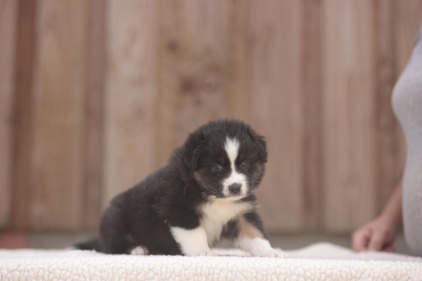 CHIOT 3