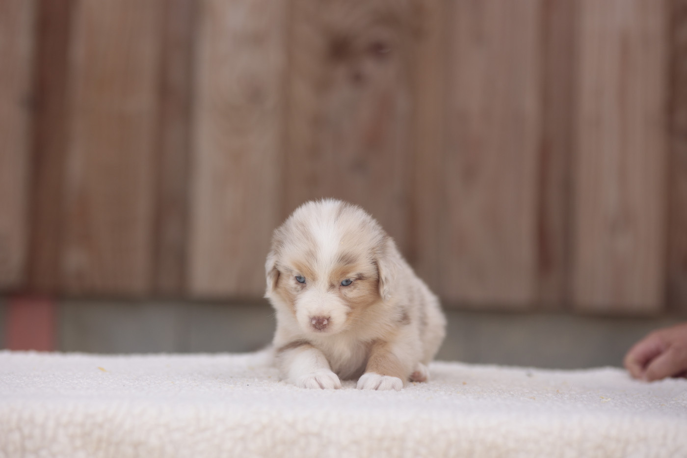 CHIOT 4