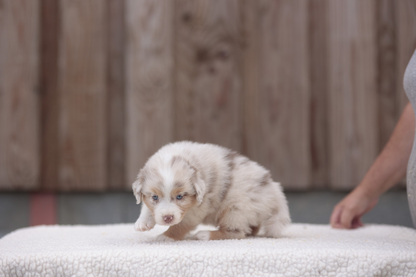 CHIOT 4