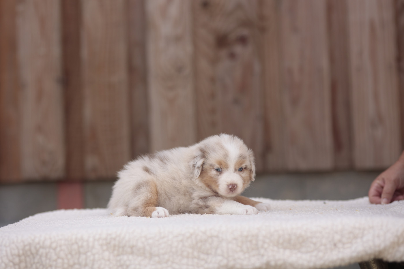 CHIOT 4