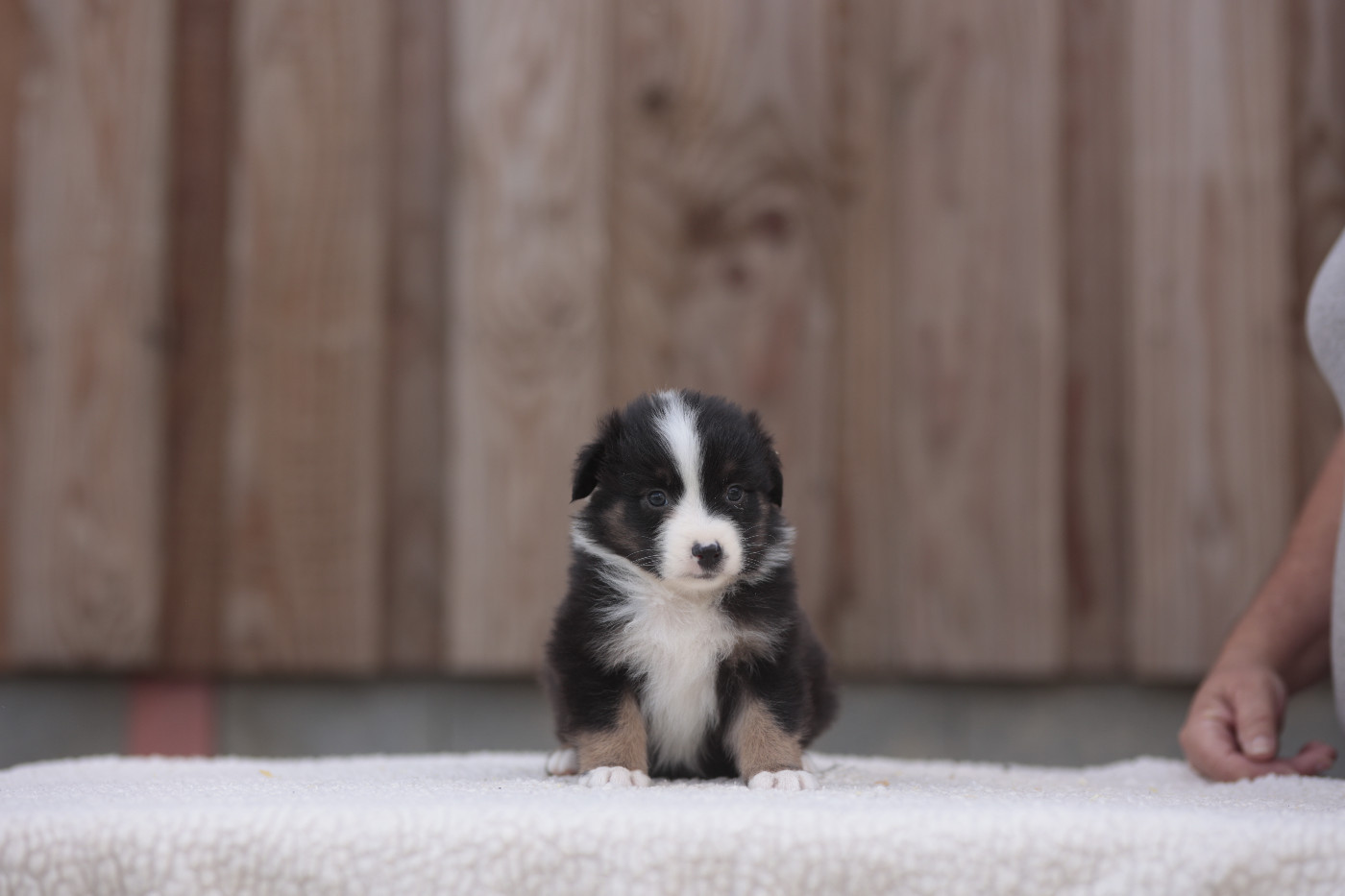 CHIOT 5